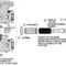 O-Ring for Xylem-Bell & Gossett Part# J94141